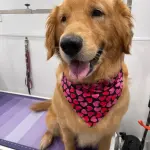 Golden Retriever with a pink heart bandana after grooming