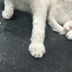 Close-up of a white cat’s paws after a nail trim