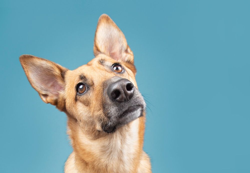 Premium Mobile Pet Services