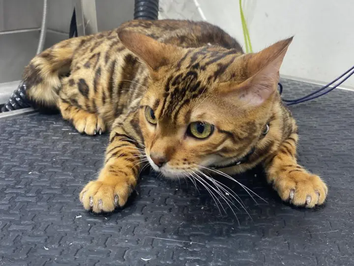 Bengal cat lying calmly on the grooming table