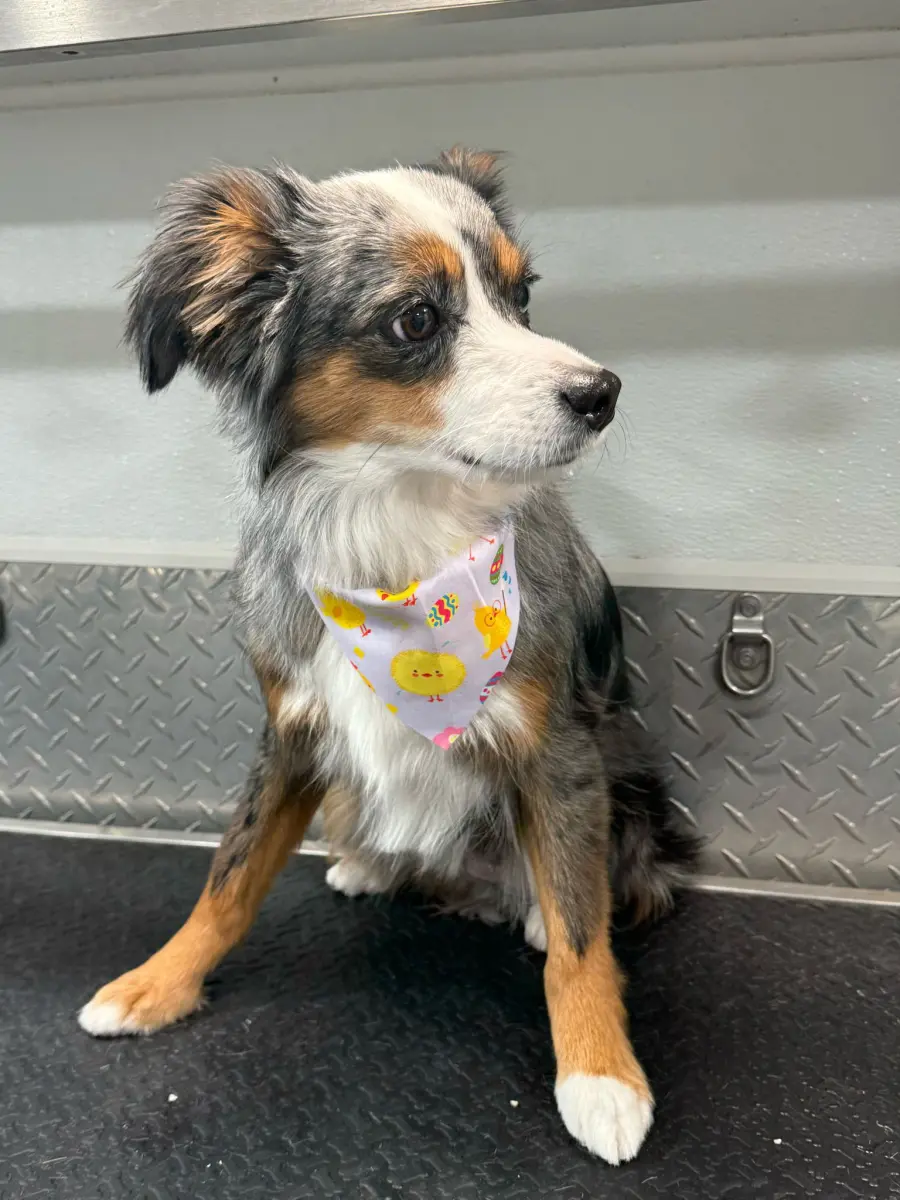 Flea and Tick Treatment by our Fort Lauderdale mobile groomers