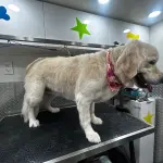 Golden Retriever standing on the grooming table after a groom