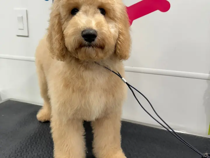 Fluffy apricot Goldendoodle standing on the grooming table inside our van