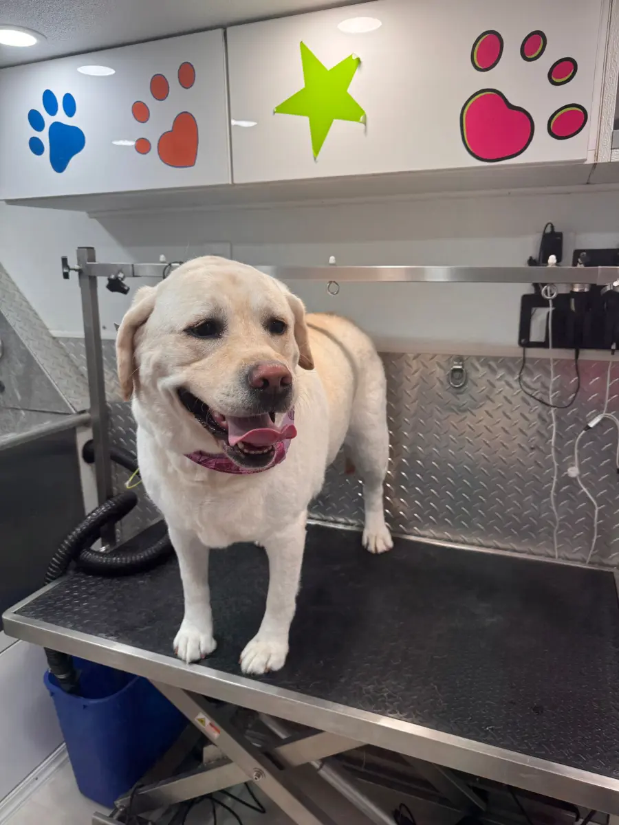 Happy yellow Labrador on the grooming table in our van