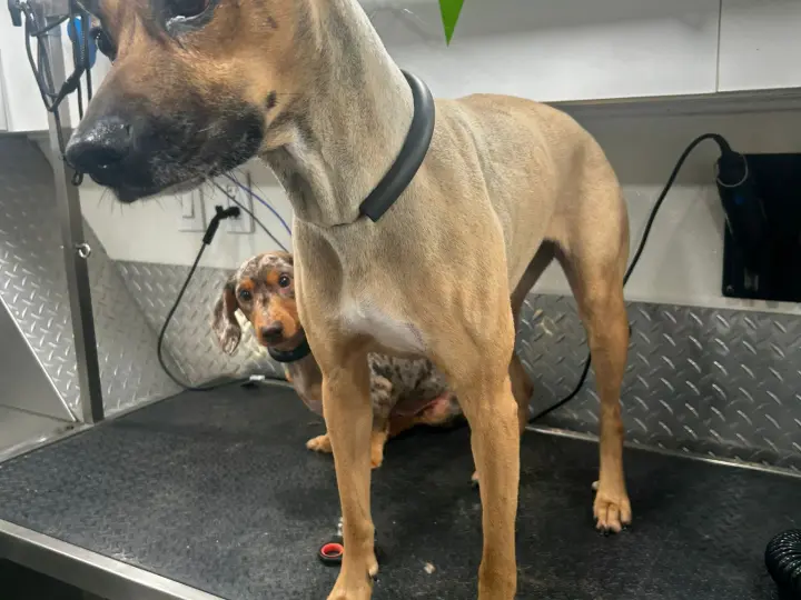 Happy pet after Flea and Tick Treatment